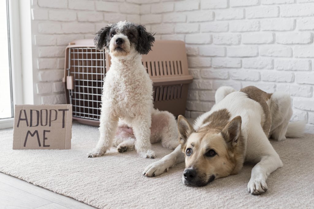 Your Guide to Adopting a Pet Online: Steps to Finding Your Perfect Companion